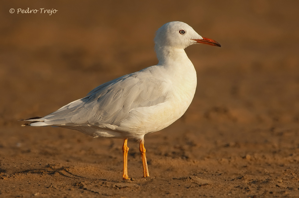 Gaviota picofina (Larus genei)